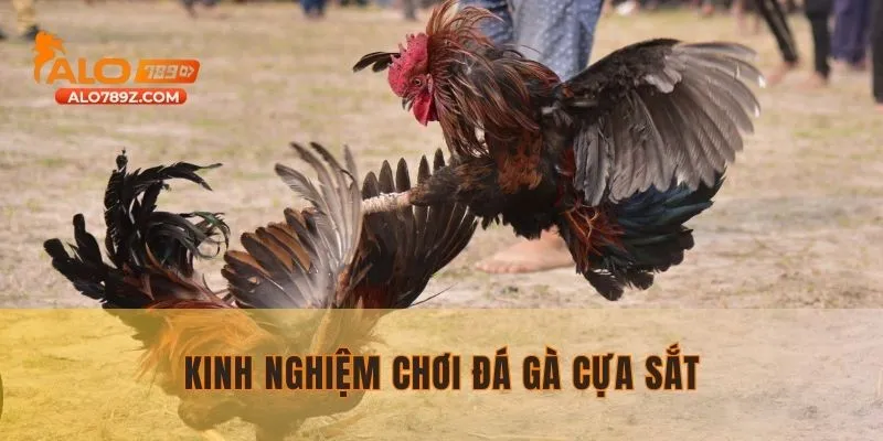 Bỏ túi các mẹo chơi đá gà cựa dao 