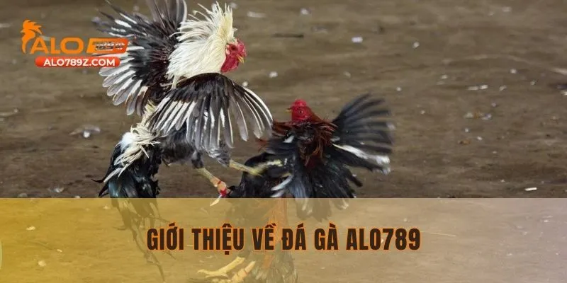 Đá gà ALO789 - Đấu trường đấu kê hot nhất hiện nay