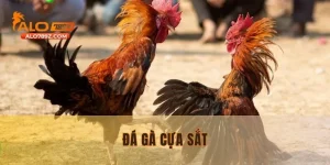 Đá Gà Cựa Sắt – Cuộc Chơi Của Những Trận Đấu Mãnh Liệt