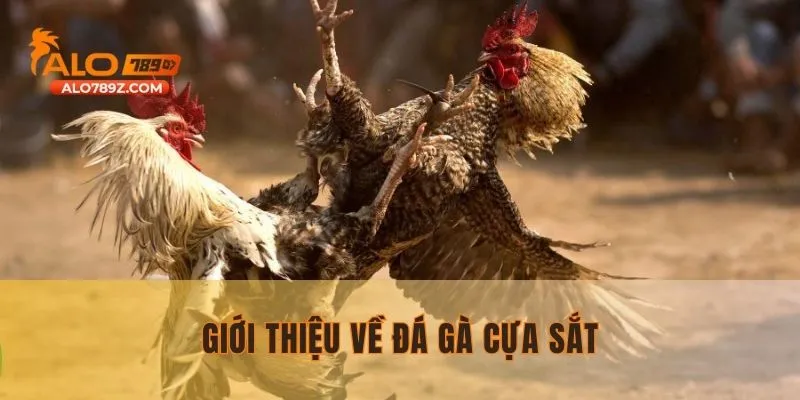 Đá gà cựa sắt – Trải nghiệm cược đỉnh cao cùng ALO789