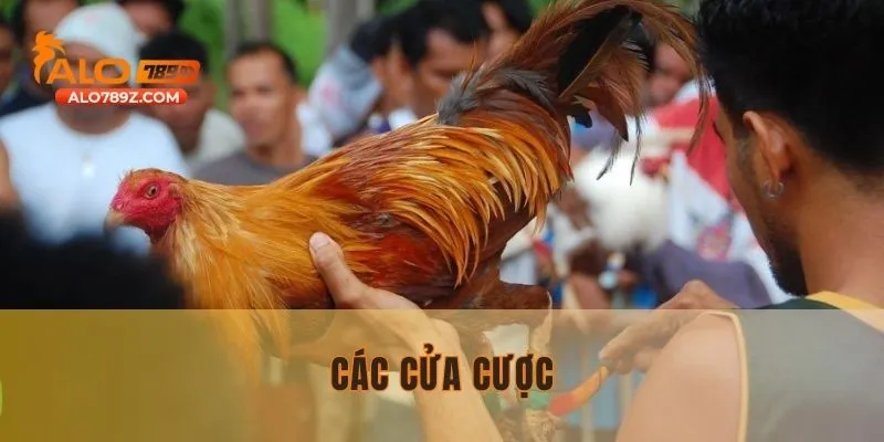 Sử dụng các cửa cược trong đấu kê