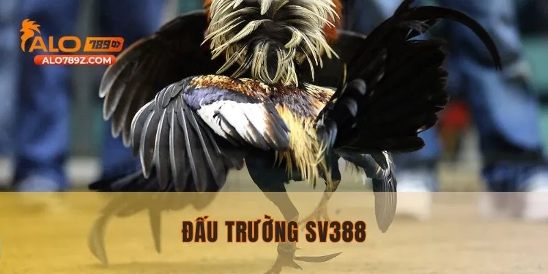 SV388 - Đấu trường chọi gà được săn đón nhiều nhất 2025