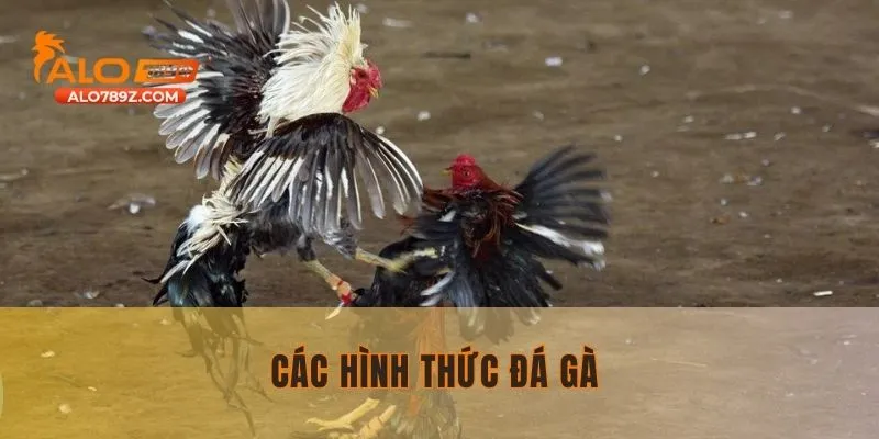 Top các hình thức đá gà ALO789 hot nhất